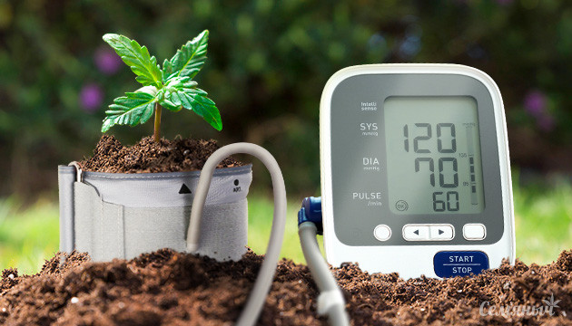 Живой грунт для марихуаны Живая почва для конопли