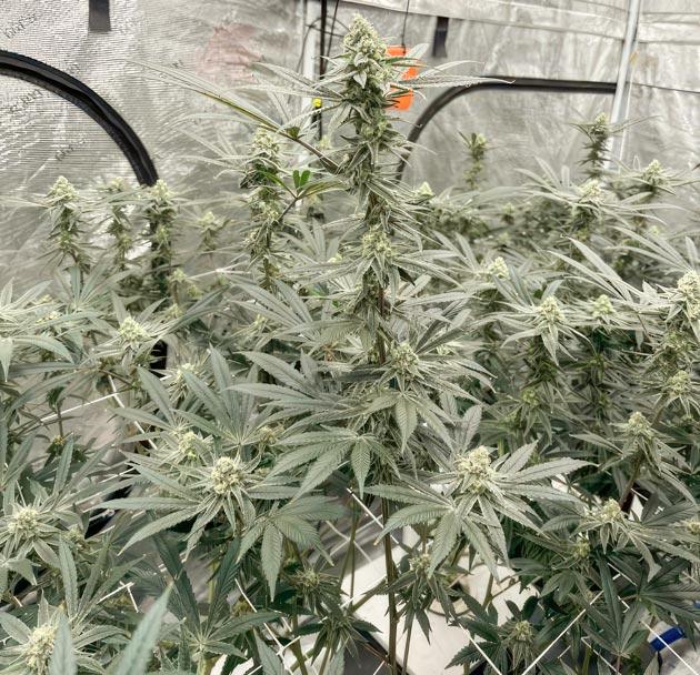 9 роста конопли Шестая неделя цветения марихуаны