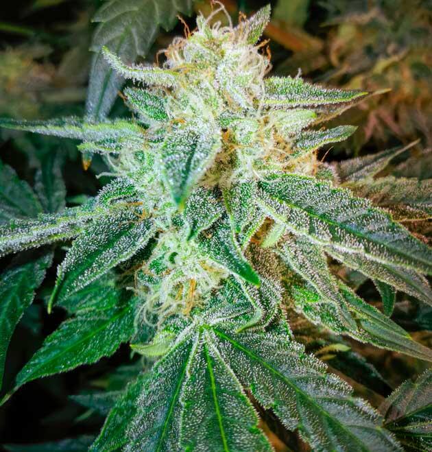 Финальная фаза цветения конопли Марихуана на 8 неделе роста