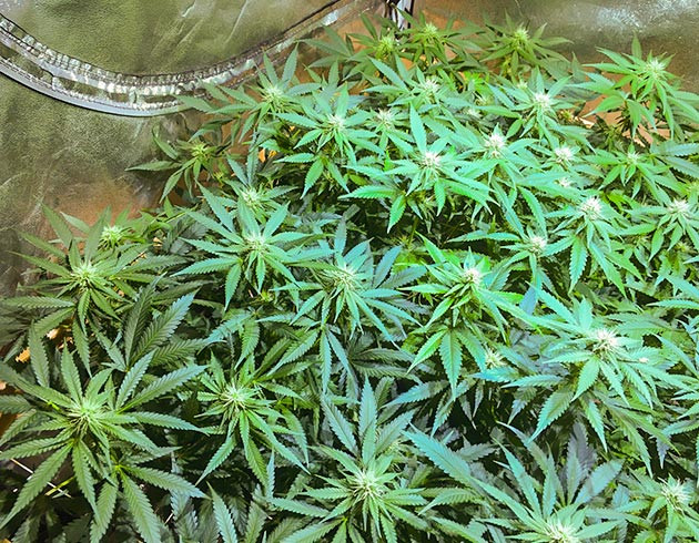 Дефолиация на 13 неделе Обрезка листьев конопли