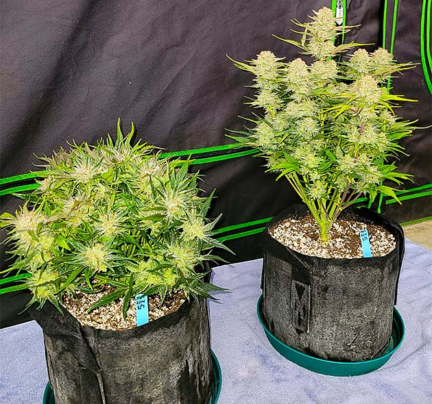 Подготовка к харвесту конопли Strawberry Amnesia Последний рывок перед уборкой Apricot Auto