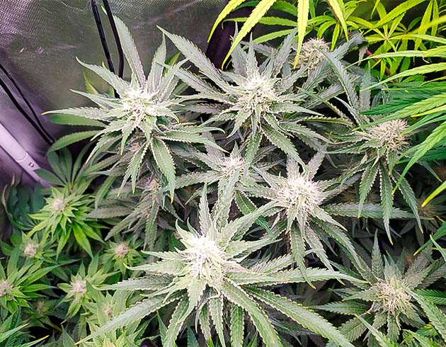 Корректировка ph показателя 12 неделя выращивания конопли