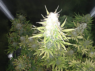 Созревшее растение Gorilla Auto от Семяныча Созревшие соцветия марихуаны