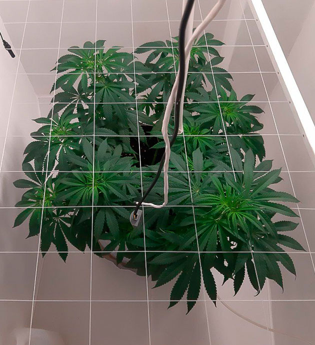 Гроурепорт сорта Glue Sherbet Состояние куста Glue Sherbet