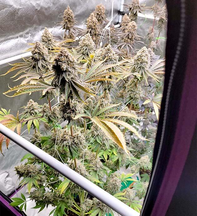 Финальная фаза цветения каннабиса в индоре Зрелые шишки каннабиса на финальной стадии цветения