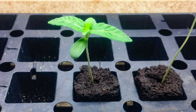 Проращивание семени и 1 неделя выращивания Росток Tropicanna Banana