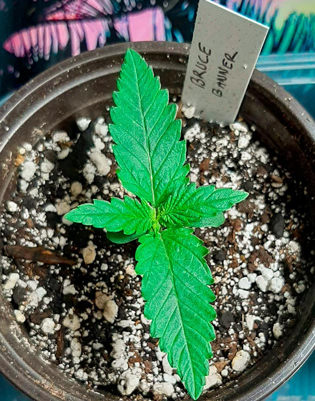 Проращивание семени и световой режим Росток Bruce Banner от Семяныч ростом 5 см