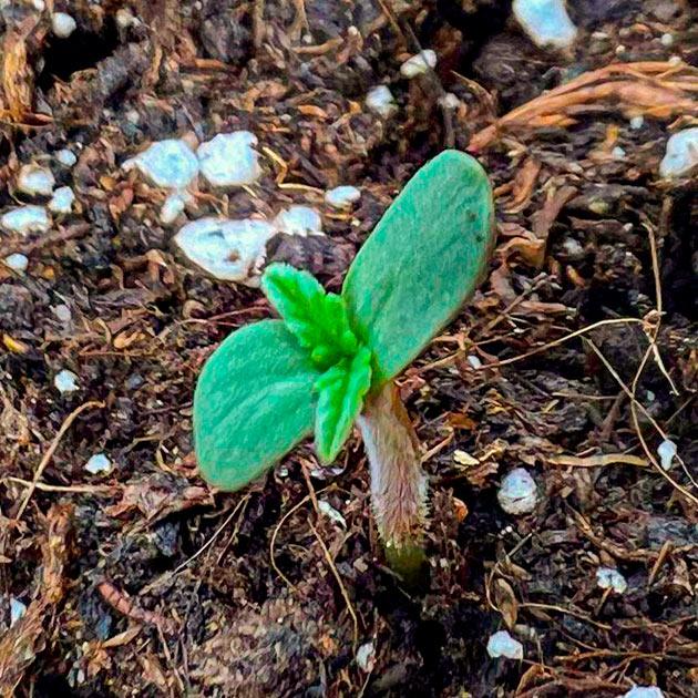 Прорашивание семени и пересадка в горшок Проращивание сорта Whiskey Zulu Auto от 7CH American