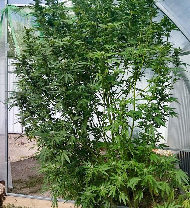 Поддержка каннабиса в теплице с контролем полива и температурой Каннабис испытывает стресс и замедляет рост