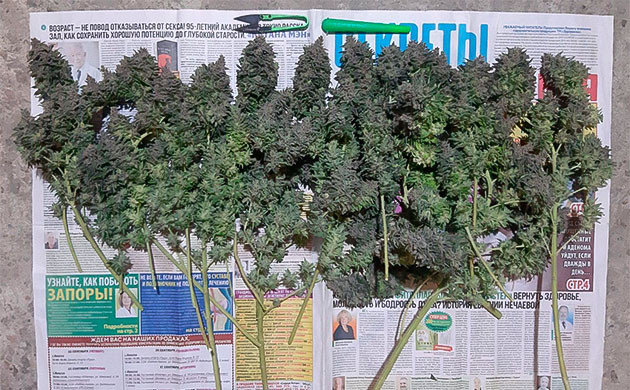 Сушка и пролечка Glue Sherbet Подготовка шишек Glue Sherbet