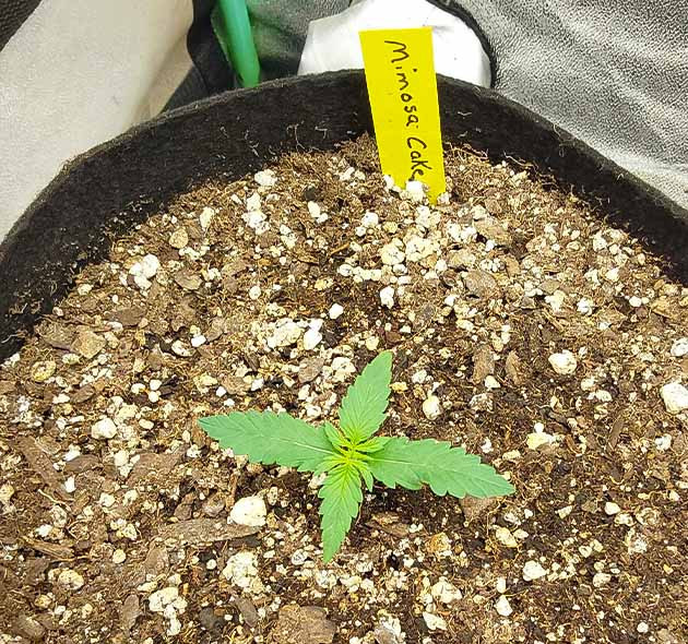 Пересадка в горшки Выращивание конопли Mimosa Cake Auto