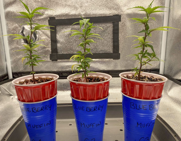 Проблемы с листьями у Blueberry Muffin Подкормка и уход за Blueberry Muffin