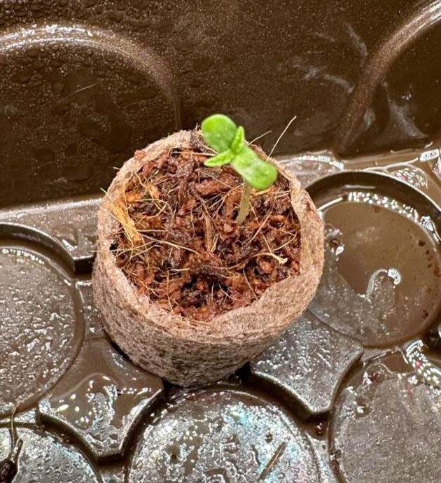 Прорастание и микроклимат внутри гроубокса Росток Mimosa Evo от Barney’s Farm на 1 неделе