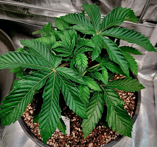 Наращивание новых этажей листьев Кустик с темно-зеленой листвой