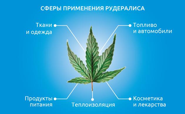 Свойства и применение рудералиса в быту и индустрии Рудералис и его польза для человека