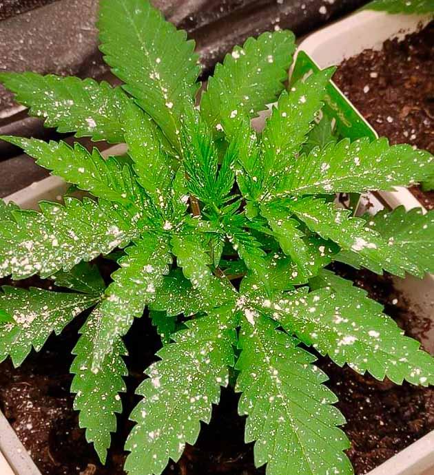 Грибные комарики и использование диатомита Кусты Blueberry Hill на 2 неделе выращивания