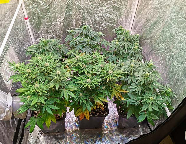 Проблемы с pH и последствия для растений Cream Caramel Auto: блокировка и химический ожог