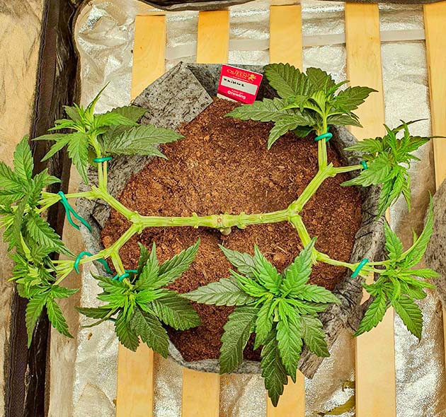 Завершение мейн-лининга на 6 неделе Образование 8 кол конопли