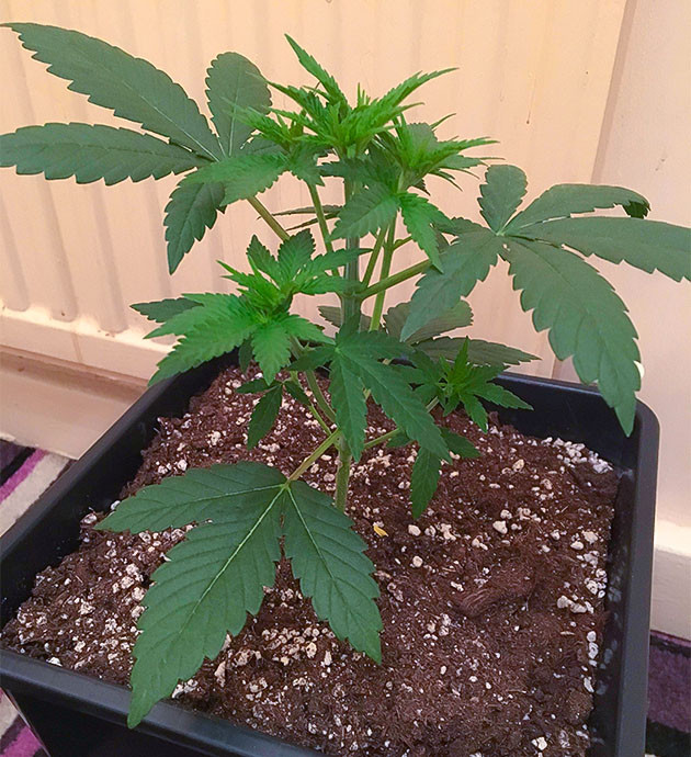 Тренировка растения Strawberry Amnesia Подготовка куста Strawberry Amnesia к цветению