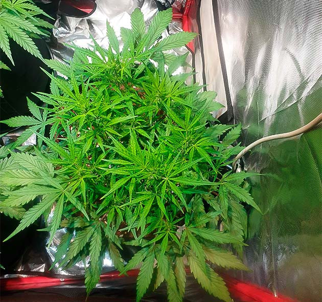 Цветение сорта Zkittlez Auto Начало цветения конопли Zkittlez Auto