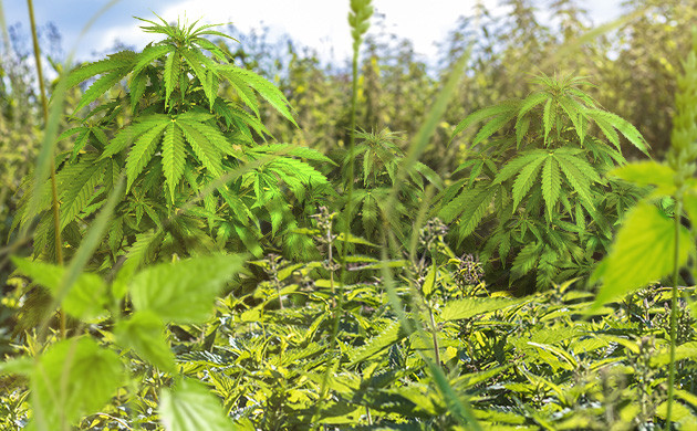 Заросли кустарников Кусты конопли в зарослях крапивы