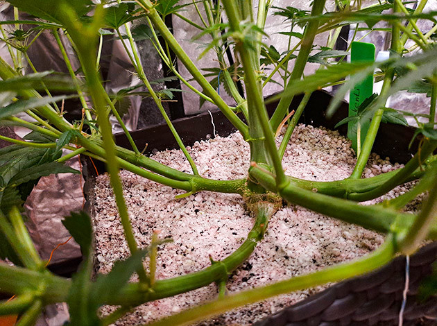 Полив кустов Tashkenti Auto системой автополива Растение Tashkenti Auto на 8 неделе выращивания