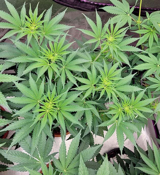Активная фаза цветения марихуаны Каннабис на седьмой неделе роста