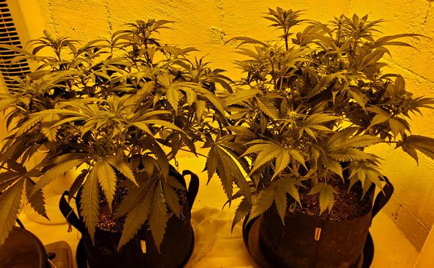 Третья неделя цветения конопли Растения высотой 45 см