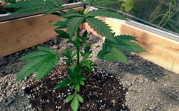 Формирование новых веток каннабиса после начального роста и топпинга Каннабис после топпинга с развивающимися макушками