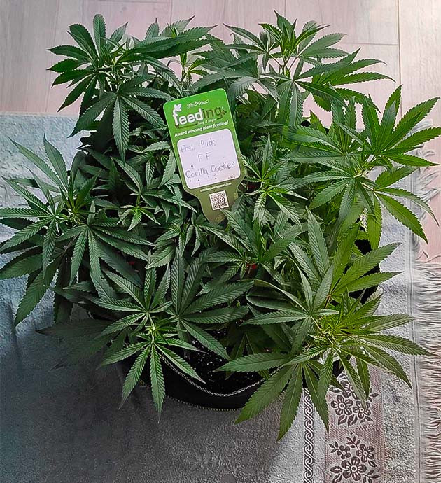 Активный рост марихуаны Куст Gorilla Cookies FF от FastBuds на 7-8 неделе выращивания