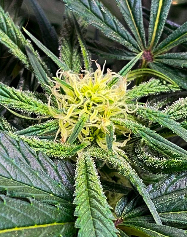 Начало цветения Bruce Banner Auto Развитие соцветий на растении Bruce Banner Auto