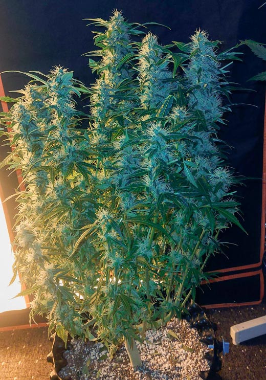 Промывка марихуаны Дефолиация каннабиса