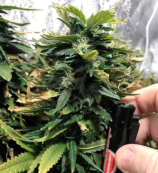 Куст марихуаны HulkBerry Куст HulkBerry на цветении