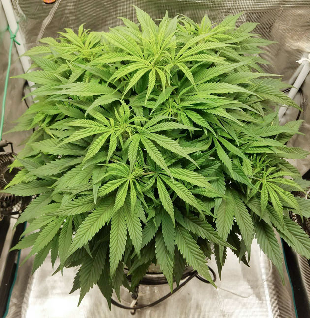 Могучий рост Bruce Banner Auto Толстый стебель и листья Bruce Banner Auto