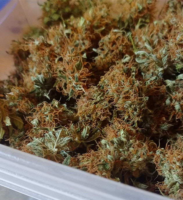Сбор урожая с кустов White Widow Auto Сбор урожая White Widow Auto
