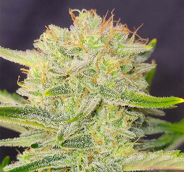 Цветение куста Strawberry Amnesia Динамичное цветение Apricot Auto.