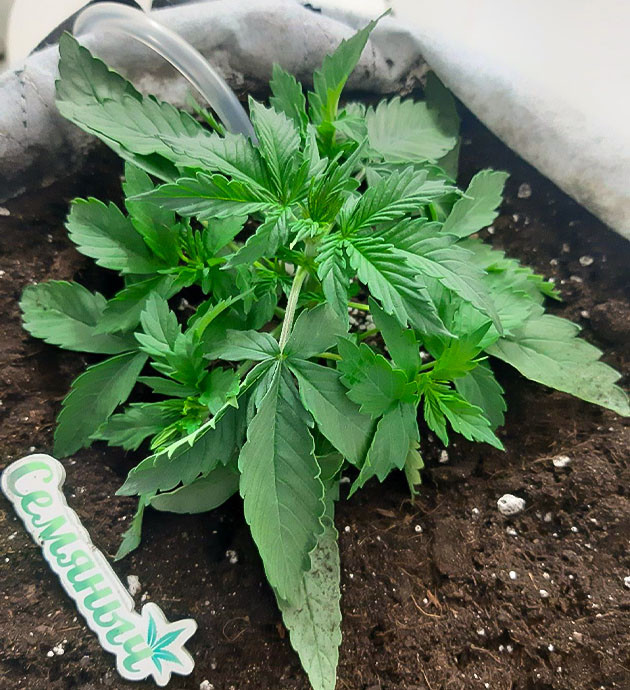 Дефицит калия Bruce Banner Auto Полив и подкормка растения