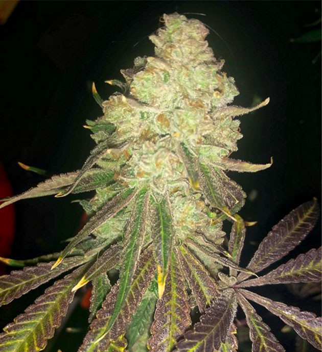 Сбор урожай с куста Wedding Gelato предхарвест кустов Wedding Gelato