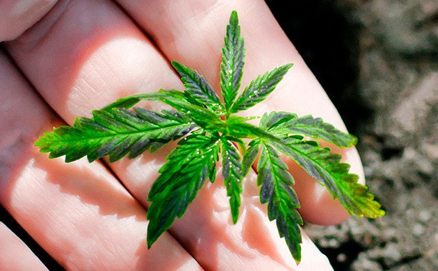 Фосфор: важный элемент для развития саженцев Влияние фосфора на развитие саженцев