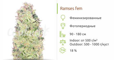 Сорт конопли Ramses Ramses от Pyramid Seeds