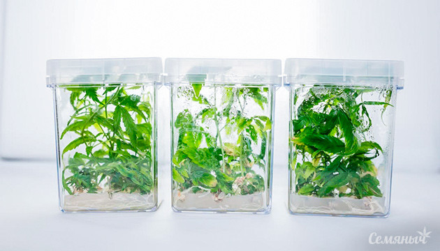 Метод «культура тканей» Размножение каннабиса методом культуры тканей