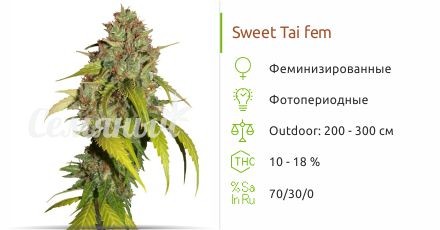 Сорт конопли Sweet Tai Sweet Tai fem от Sweet Seeds