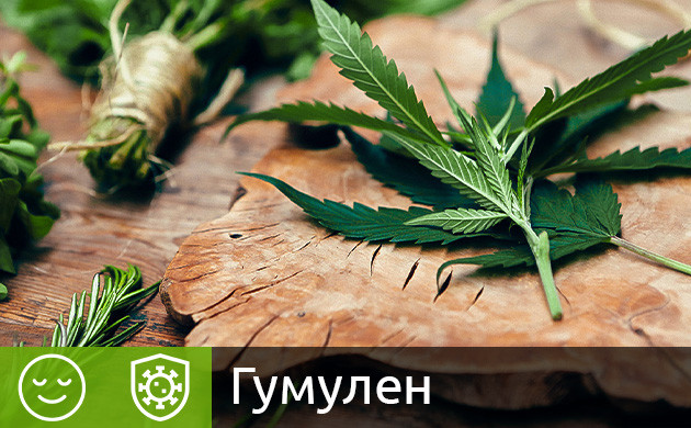 Гумулен в конопле Терпен гумулен