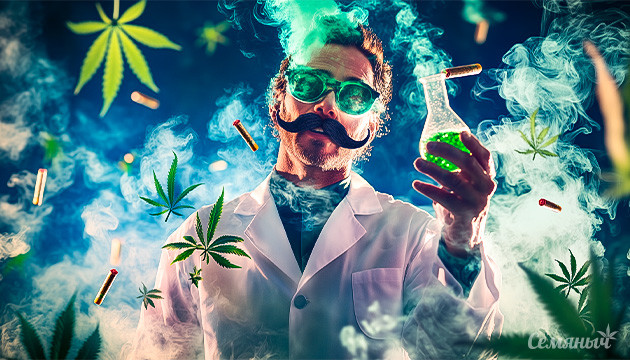 Генетические законы в селекции марихуаны Генетика конопли