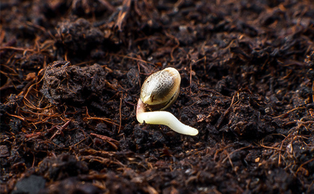 Почва и урожай: влияние качества почвы на растения Богатая почва для урожая конопли