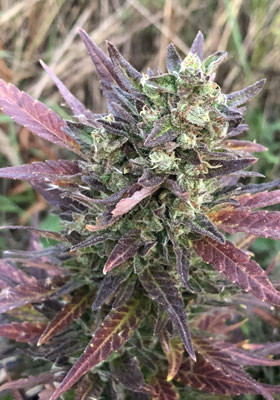 Созревшая кола Pineapple Express auto Главная кола Pineapple Express Auto