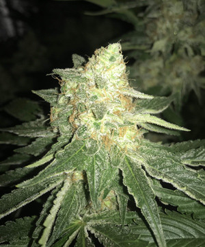 Созревшее соцветие LSD Соцветие LSD на 15 неделе развития