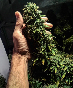 Конец цветения Tangie'matic на 12 неделе выращивания Кола Tangie'matic