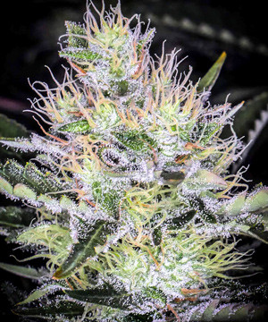 Созревшее соцветие Tutankhamon Соцветие Tutankhamon перед харвестом