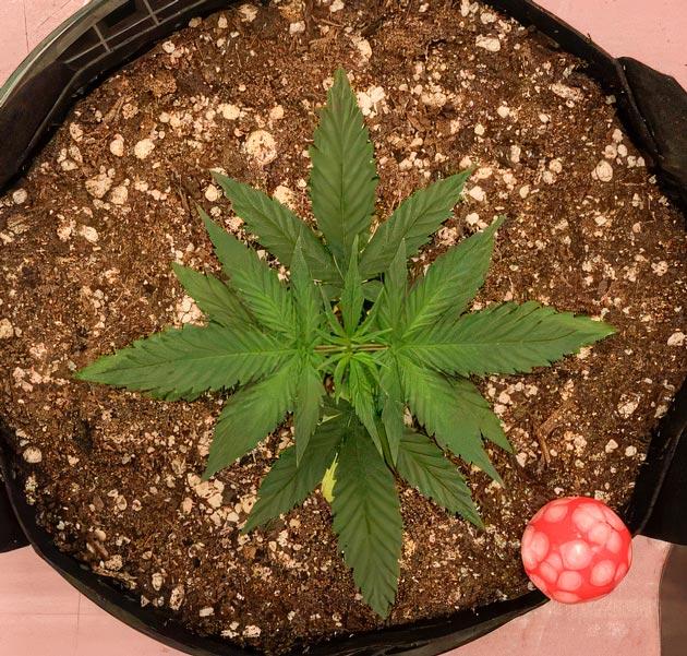 Куст конопли Punchberry Cookies RBX после пересадки